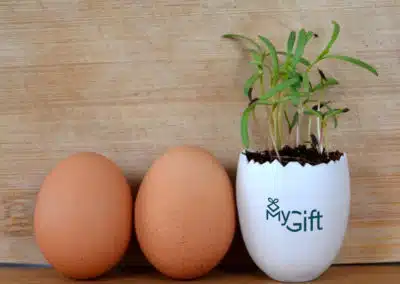 Goodies Kit à Planter dans une boite d'œuf individuelle