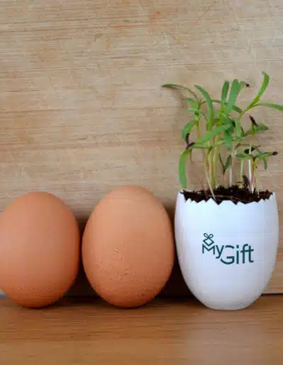 Goodies Kit à Planter dans une boite d'œuf individuelle
